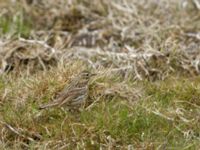 Anthus pratensis Terekudden, Bunkeflo strandängar, Malmö, Skåne, Sweden 20170413_0060