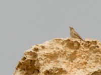 Anthus similis Mount Gilboa, Israel 2013-03-31 238