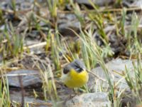 Motacilla cinerea cinerea ad male Rivulet Southern Stepantsminda, Mtskheta-Mtianeti, Georgia 20180424_2432