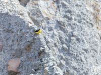 Motacilla cinerea cinerea ad male Western Stepantsminda, Mtskheta-Mtianeti, Georgia 20180423_2754