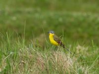 Motacilla flava flava ad male Malmödammen, Tygelsjö ängar, Malmö, Skåne, Sweden 20180512_0020