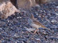 Anthus berthelotii berthelotii Salinas del Carmen, Fuerteventura, Canary Islands, Spain 20120221 193