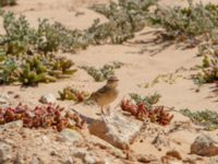 Anthus campestris Pumping House, Dakhla, Western Sahara, Morocco 20180221_0164