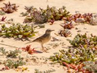 Anthus campestris Pumping House, Dakhla, Western Sahara, Morocco 20180221_0169