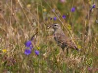 Anthus campestris ad Haväng, Simrishamn, Skåne, Sweden 20100716 168