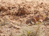 Anthus campestris Pumping House, Dakhla, Western Sahara, Morocco 20180221_0161