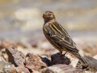 Anthus cervinus Km 20, Israel 2013-03-28 318