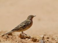 Anthus cervinus Km 20, Israel 2013-03-28 398