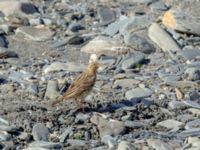 Anthus cervinus Sno Valley, Stepantsminda, Mtskheta-Mtianeti, Georgia 20180425_2172