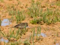 Anthus cervinus Waterhole N1100, Dakhla, Western Sahara, Morocco 20180219_0017