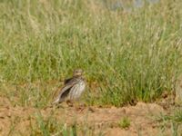 Anthus cervinus Waterhole N1100, Dakhla, Western Sahara, Morocco 20180219_0031