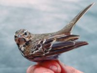 Anthus hodgsoni Happy Island (Shijiu Tuodao), Hebei, China 19980519 (30)