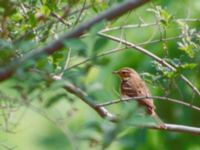 Anthus hodgsoni Happy Island (Shijiu Tuodao), Hebei, China 19980519 (4)