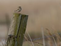 Anthus pratensis Malmödammen, Tygelsjö ängar, Malmö, Skåne, Sweden 20150501_0038