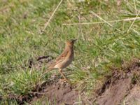 Anthus richardi Tygelsjö ängar, Malmö, Skåne, Sweden 20151025B_0018