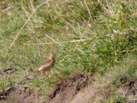 Anthus richardi Tygelsjö ängar, Malmö, Skåne, Sweden 20151025_0019