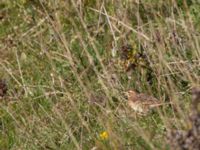 Anthus richardi Tygelsjö ängar, Malmö, Skåne, Sweden 20151025_0027