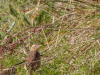 Anthus richardi Tygelsjö ängar, Malmö, Skåne, Sweden 20151025_0044