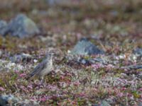 Anthus rubescens rubescens ad Council road-Safety Sound, Nome, Alaska, USA 20140621_0491