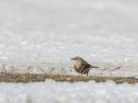 Anthus spinoletta coutellii 3.2 km NNE Gudauri Monument, Stepantsminda, Mtskheta-Mtianeti, Georgia 20180424_2524