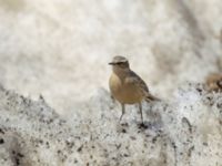 Anthus spinoletta coutellii 3.2 km NNE Gudauri Monument, Stepantsminda, Mtskheta-Mtianeti, Georgia 20180424_2538