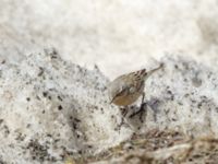 Anthus spinoletta coutellii 3.2 km NNE Gudauri Monument, Stepantsminda, Mtskheta-Mtianeti, Georgia 20180424_2540