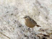 Anthus spinoletta coutellii 3.2 km NNE Gudauri Monument, Stepantsminda, Mtskheta-Mtianeti, Georgia 20180424_2552