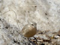 Anthus spinoletta coutellii 3.2 km NNE Gudauri Monument, Stepantsminda, Mtskheta-Mtianeti, Georgia 20180424_2556