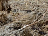 Anthus spinoletta coutellii 3.2 km NNE Gudauri Monument, Stepantsminda, Mtskheta-Mtianeti, Georgia 20180424_2574