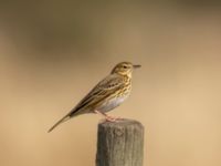 Anthus trivialis Malmödammen, Tygelsjö ängar, Malmö, Skåne, Sweden 20220910_0099