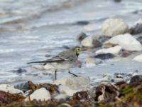 Motacilla alba 1cy Handikappbadet, Ribersborg, Malmö, Skåne, Sweden 20191006_0090