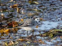 Motacilla alba Handikappbadet, Ribersborg, Malmö, Skåne, Sweden 20211126_0074