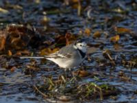 Motacilla alba Handikappbadet, Ribersborg, Malmö, Skåne, Sweden 20211126_0080