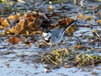 Motacilla alba Handikappbadet, Ribersborg, Malmö, Skåne, Sweden 20211126_0083