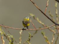 Motacilla flava beema ad male Sno Valley, Stepantsminda, Mtskheta-Mtianeti, Georgia 20180425_2165