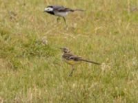 Motacilla flava flava 1cy Fårhagen, Bunkeflo strandängar, Malmö, Skåne, Sweden 20220726_0059