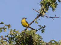 Motacilla flava flava ad male Fornlämningsdammen, Tygelsjö ängar, Malmö, Skåne, Sweden 20240721_0190