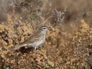 Anthus berthelotii - Berthelot's Pipit - Kanariepiplärka