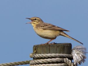 Anthus campestris - Tawny Pipit - Fältpiplärka