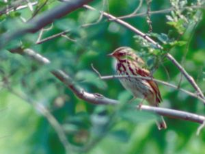 Anthus hodgsoni - Olive-backed Pipit - Sibirisk piplärka