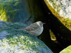 Anthus petrosus - Rock Pipit - Skärpiplärka