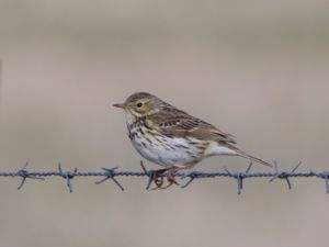 Anthus pratensis - Meadow Pipit - Ängspiplärka