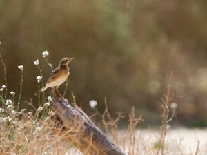 Anthus richardi - Richard's Pipit - Större piplärka