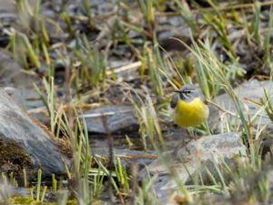 Motacilla cinerea - Grey Wagtail - Forsärla