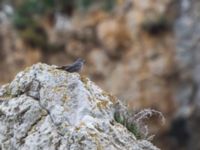 Monticola solitarius 1cy male Boquer valley, Mallorca, Spain 20120930B 010