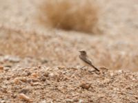 Oenanthe deserti female Oued Jenna, Awsard Road, Western Sahara, Morocco 20180220_0114