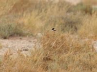 Oenanthe deserti male Oued Jenna, Awsard Road, Western Sahara, Morocco 20180220_0060