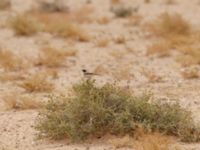 Oenanthe deserti male Oued Jenna, Awsard Road, Western Sahara, Morocco 20180220_0082