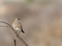 Oenanthe isabellina Maagan Mikhael, Israel 2013-03-27 184