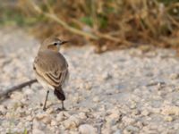 Oenanthe isabellina Maagan Mikhael, Israel 2013-03-27 187